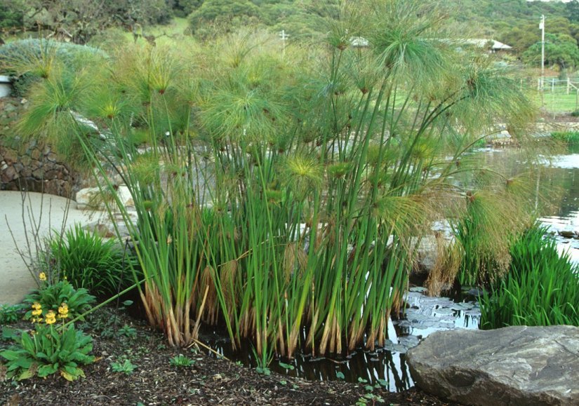 Papyrus reeds