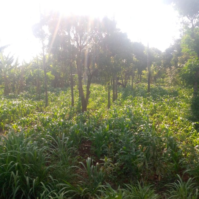 Prime 40 by 80 Plot for Sale in Ruiru Gwa Kairo