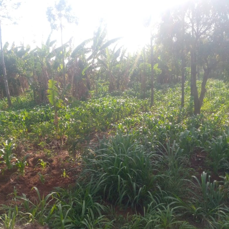 Prime 40 by 80 Plot for Sale in Ruiru Gwa Kairo