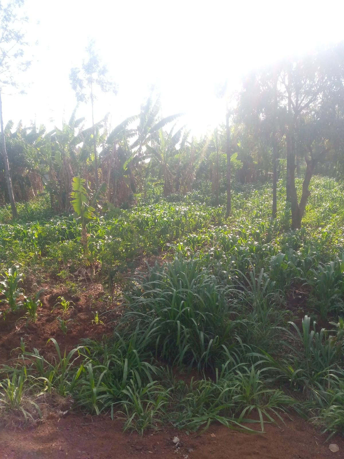 Prime 40 by 80 Plot for Sale in Ruiru Gwa Kairo