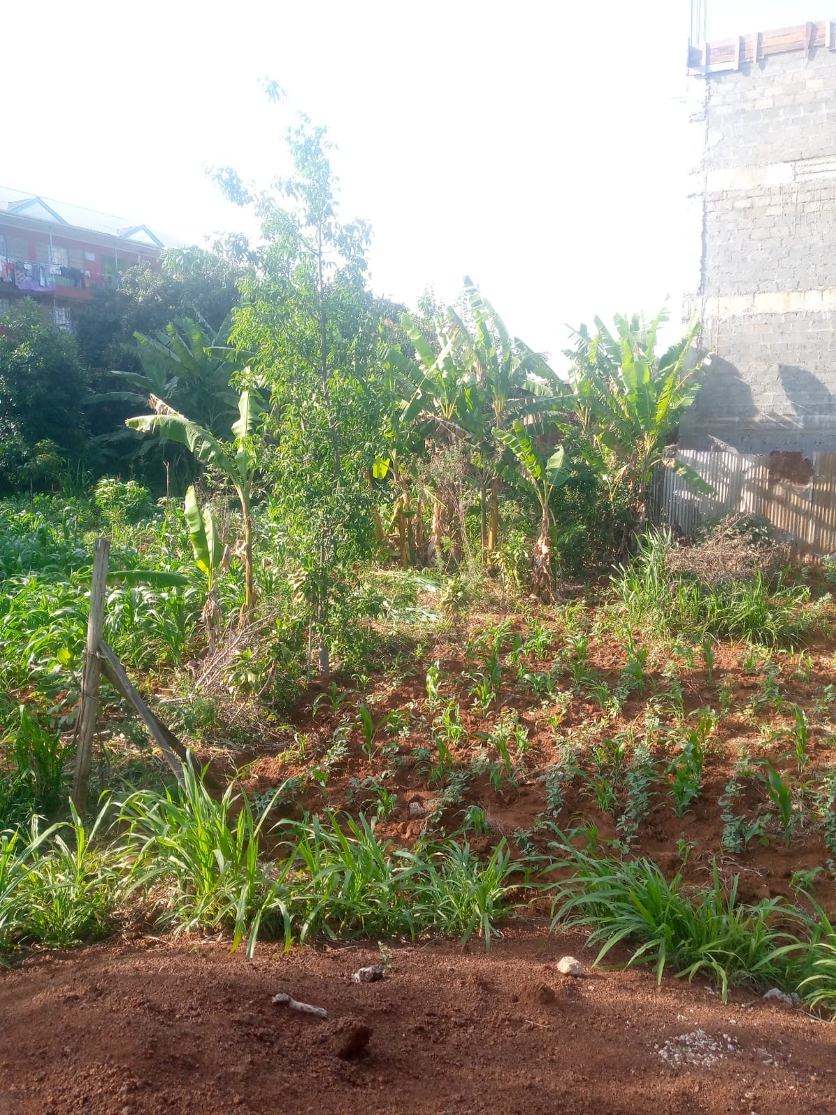 Prime 40 by 80 Plot for Sale in Ruiru Gwa Kairo