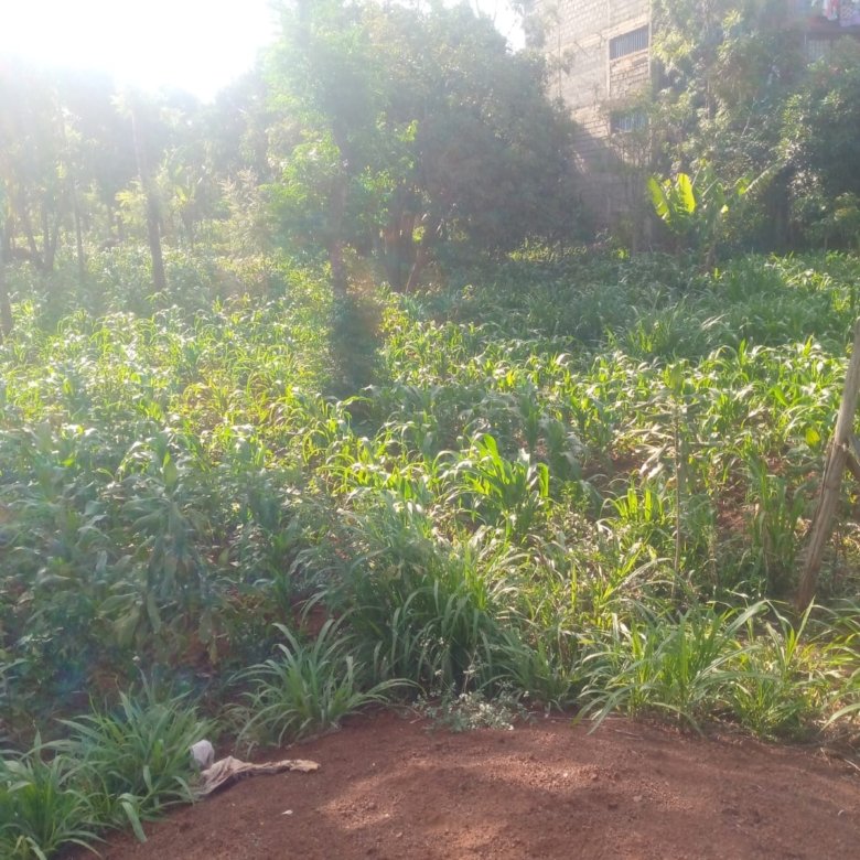 Prime 40 by 80 Plot for Sale in Ruiru Gwa Kairo