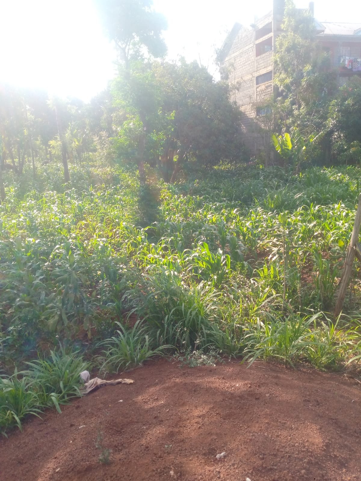 Prime 40 by 80 Plot for Sale in Ruiru Gwa Kairo