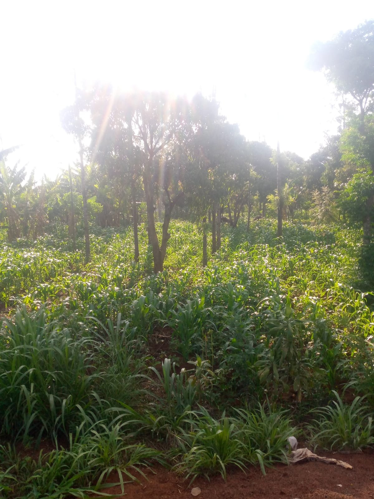 Prime 40 by 80 Plot for Sale in Ruiru Gwa Kairo